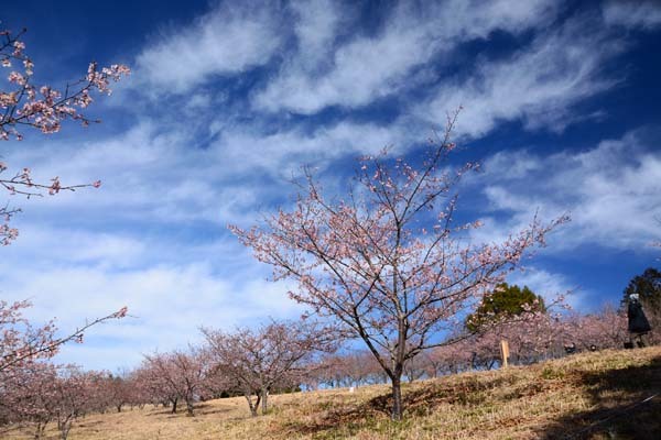 茨城県フラワーパークの河津桜_f0147025_19373368.jpg