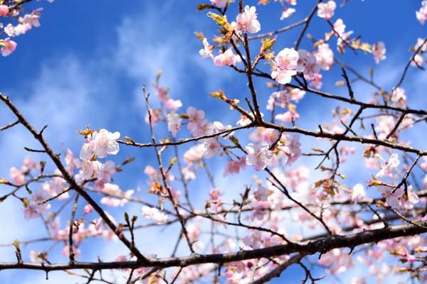 茨城県フラワーパークの河津桜_f0147025_19380667.jpg