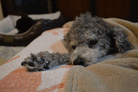 c0136736_13385287.gif