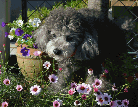 c0136736_13400218.gif