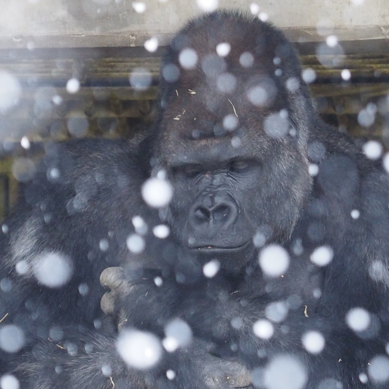 雪とシャバーニ 東山動物園2017/2/11_e0363539_21483806.jpg