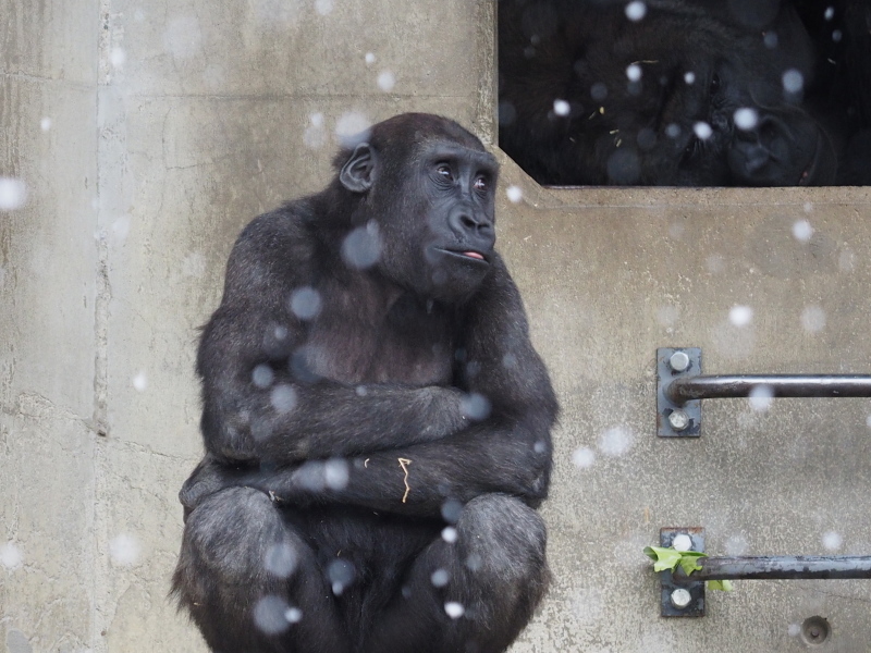雪とシャバーニ 東山動物園2017/2/11 : ヒトのたぐい ゴリラと