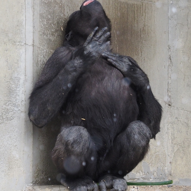 雪とシャバーニ 東山動物園2017/2/11_e0363539_22031274.jpg