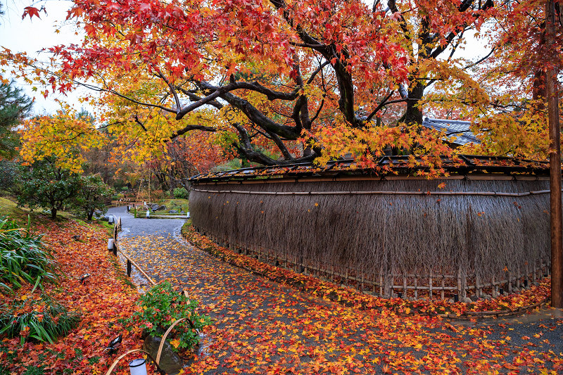 京都の紅葉2016 雨の宝厳院 : 花景色－K.W.C. PhotoBlog