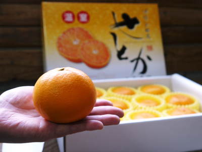 究極の柑橘「せとか」 待望のお買い得なファミリータイプ販売スタート!_a0254656_1840329.jpg