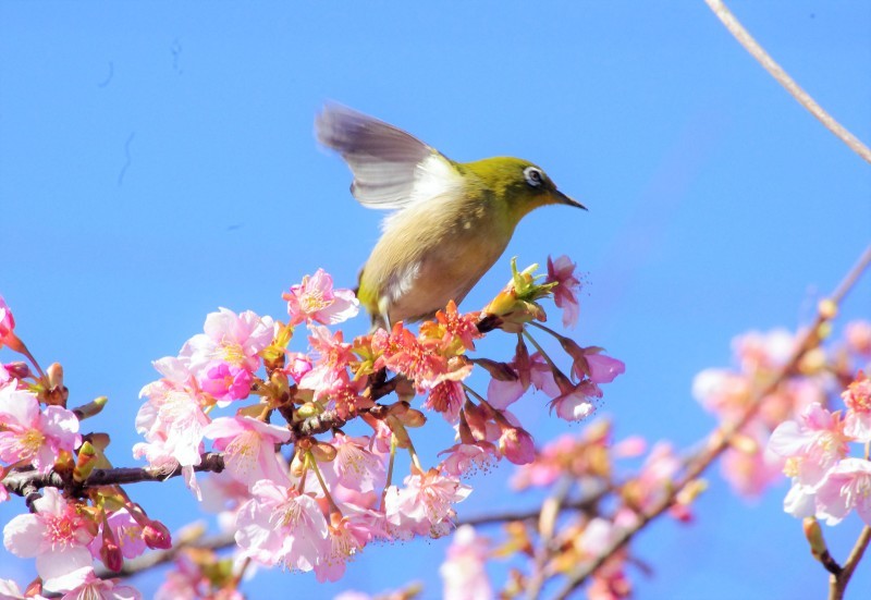 見ていると幸せを感じる風景。河津桜とメジロその一_e0256058_14002265.jpg