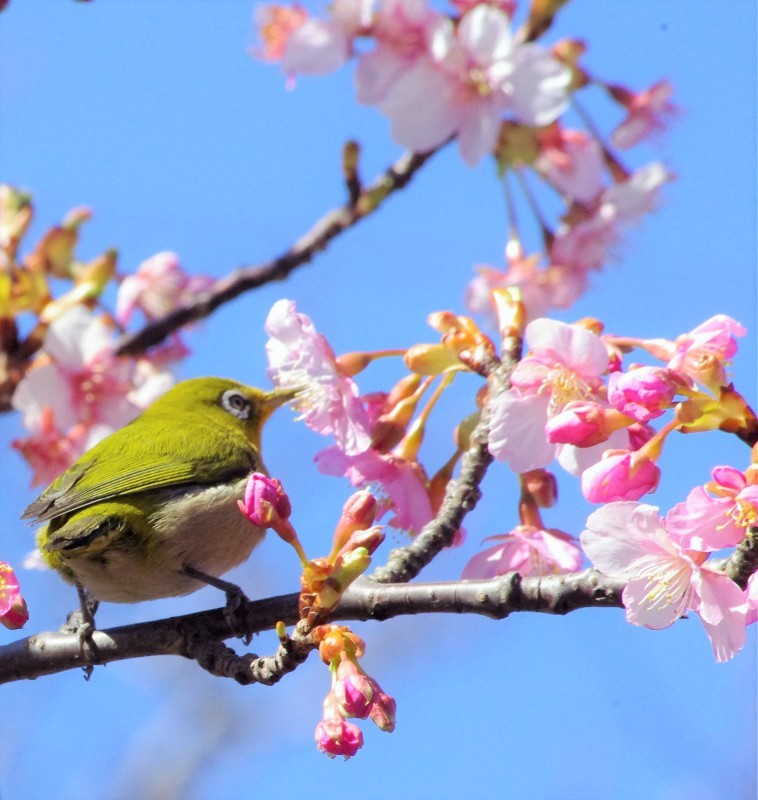 見ていると幸せを感じる風景。河津桜とメジロその一_e0256058_14003759.jpg