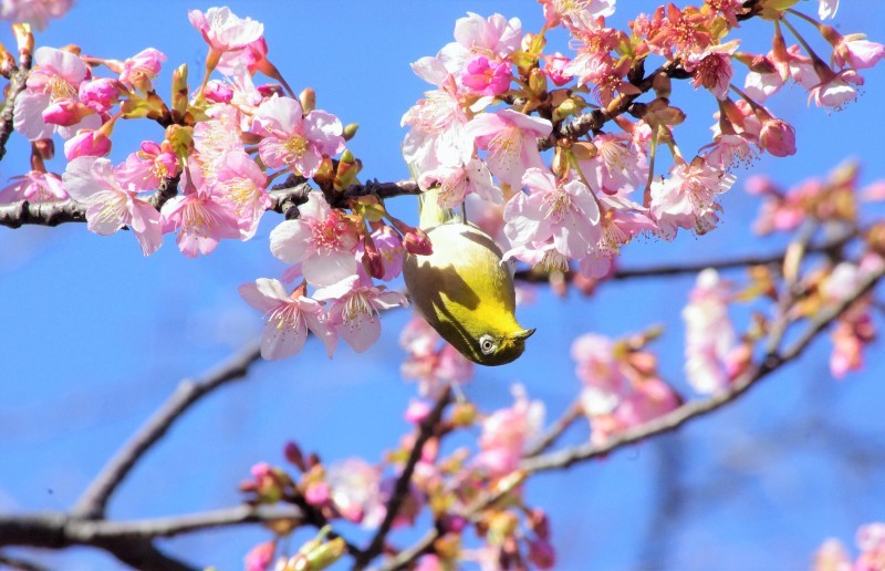 見ていると幸せを感じる風景。河津桜とメジロその一_e0256058_14004306.jpg