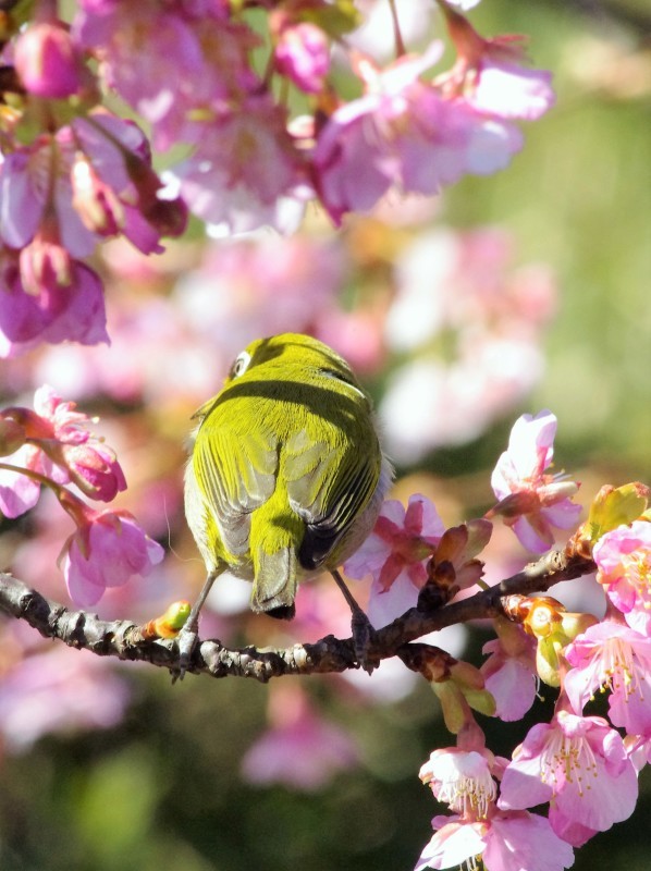 見ていると幸せを感じる風景。河津桜とメジロその一_e0256058_14005227.jpg