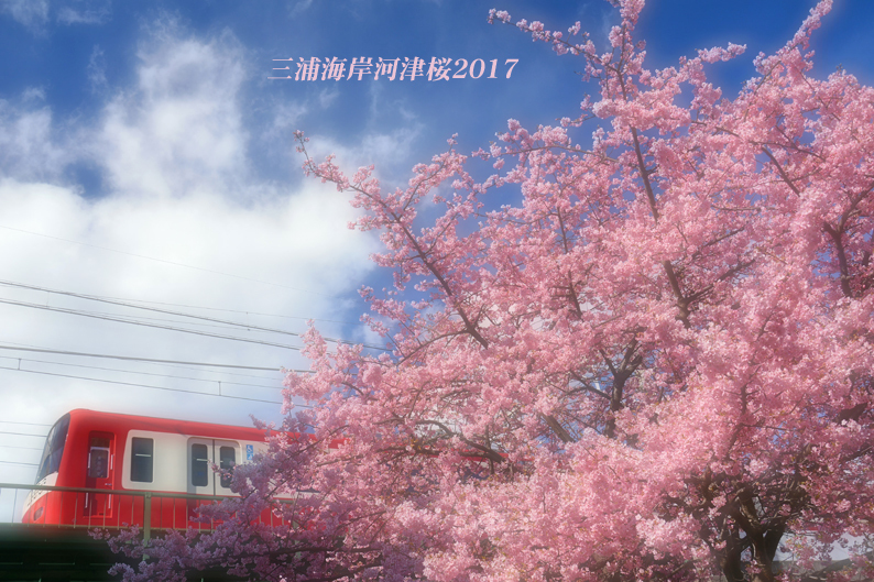 にわか鉄 『三浦海岸桜まつり 2017』 - 写愛館