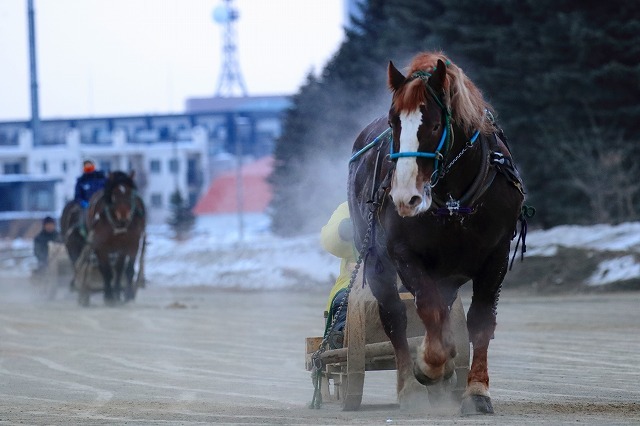 2月15日　帯広市　ばんえい競馬十勝　「朝調教」_d0255874_22374547.jpg