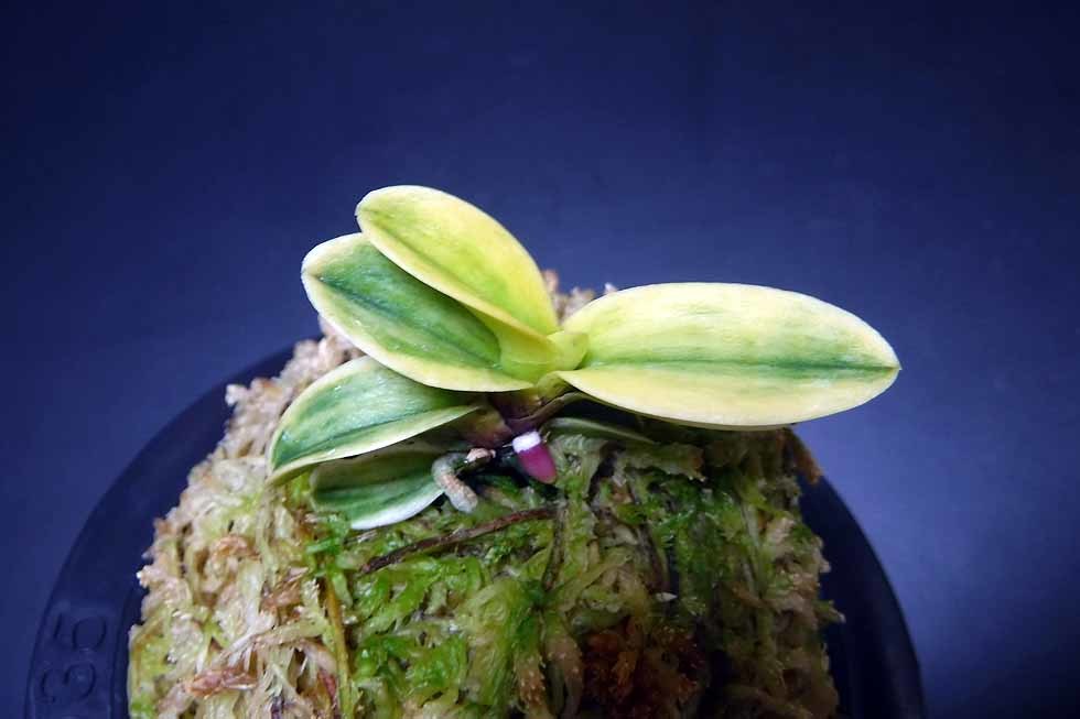 覚王山 : 富貴蘭チャンネル