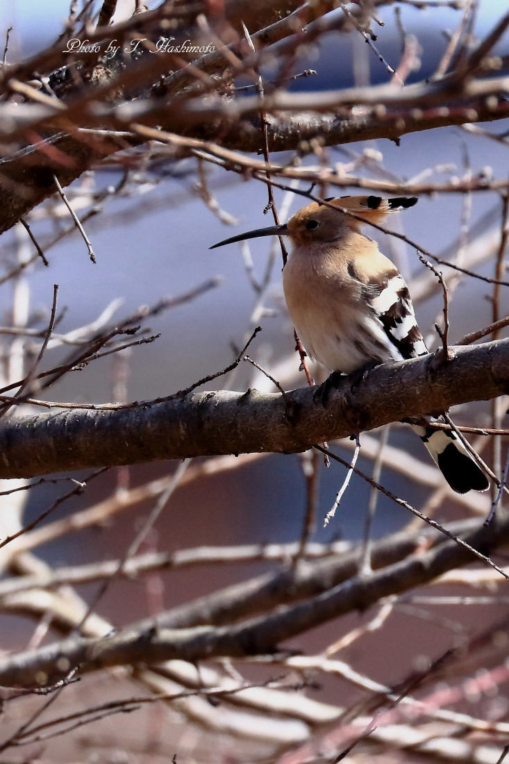 プチ遠征で話題の野鳥を初撮り　（その１）_d0334006_02195022.jpg