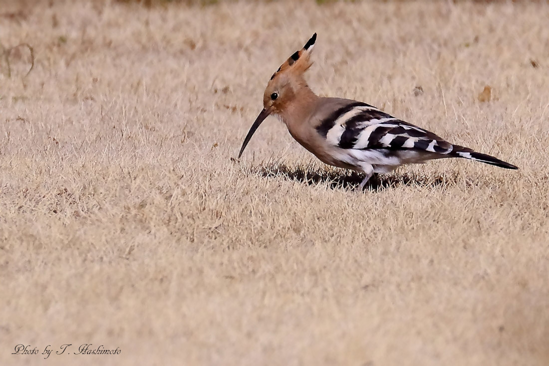 プチ遠征で話題の野鳥を初撮り　（その１）_d0334006_02263635.jpg