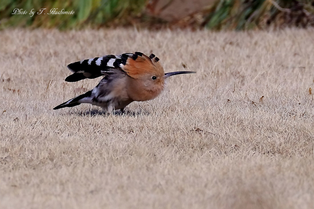 プチ遠征で話題の野鳥を初撮り　（その１）_d0334006_02302005.jpg