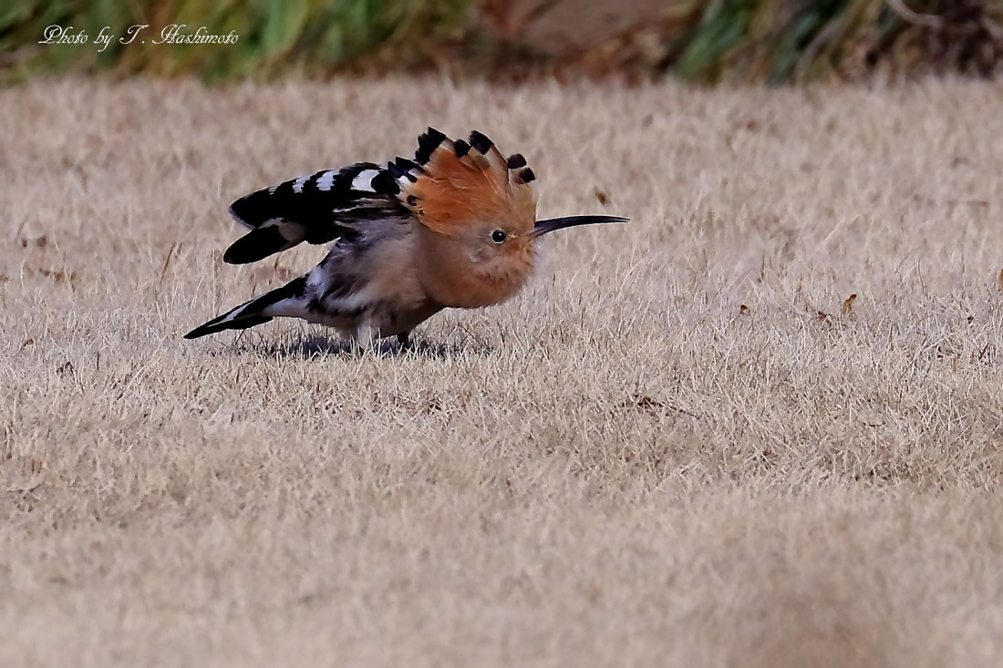 プチ遠征で話題の野鳥を初撮り　（その１）_d0334006_02305206.jpg