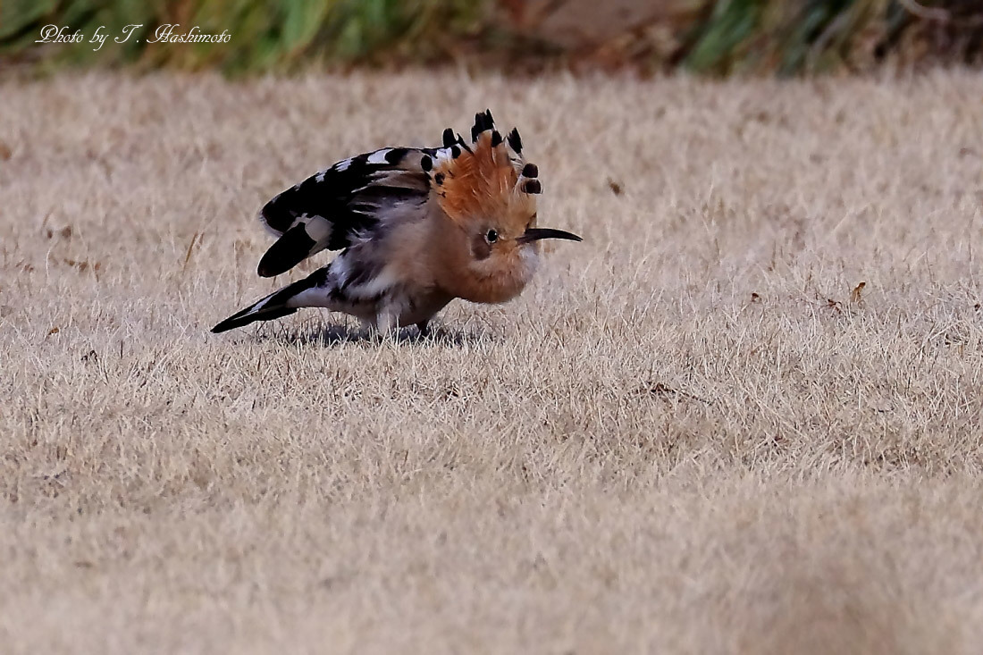 プチ遠征で話題の野鳥を初撮り　（その１）_d0334006_02311954.jpg