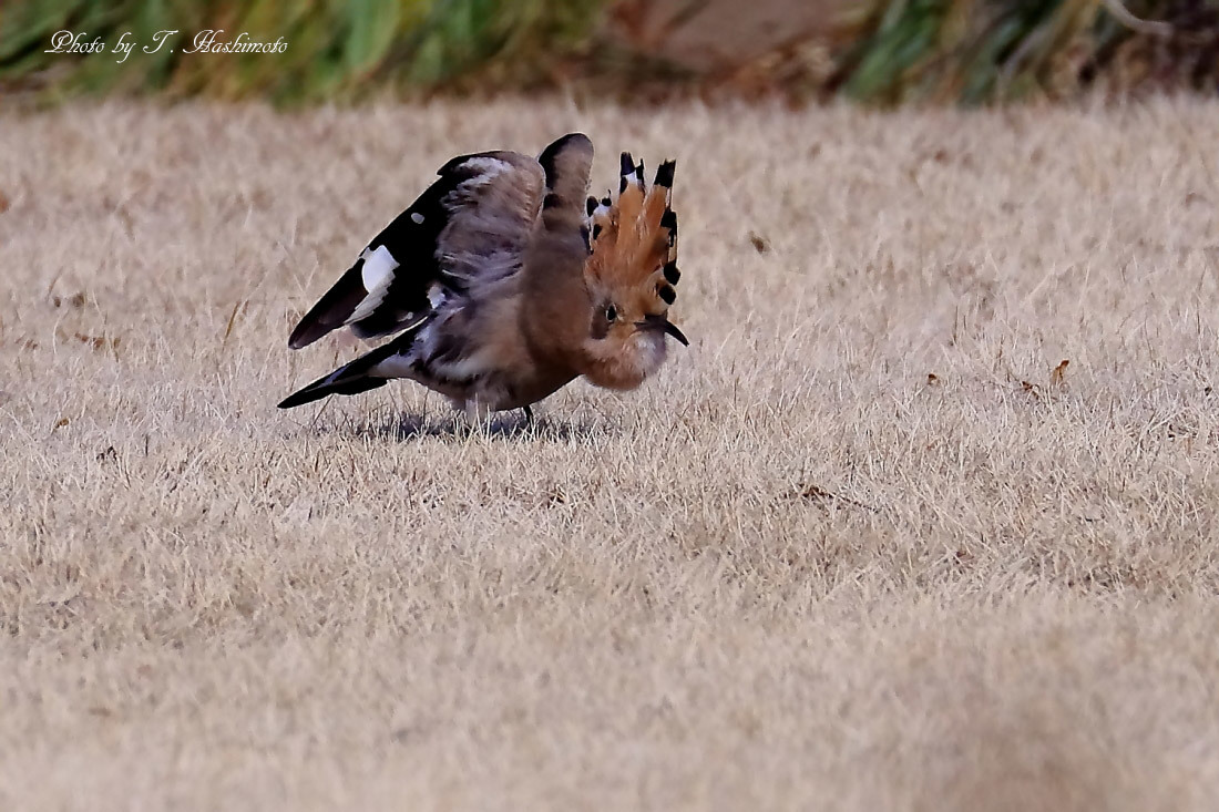 プチ遠征で話題の野鳥を初撮り　（その１）_d0334006_02315022.jpg