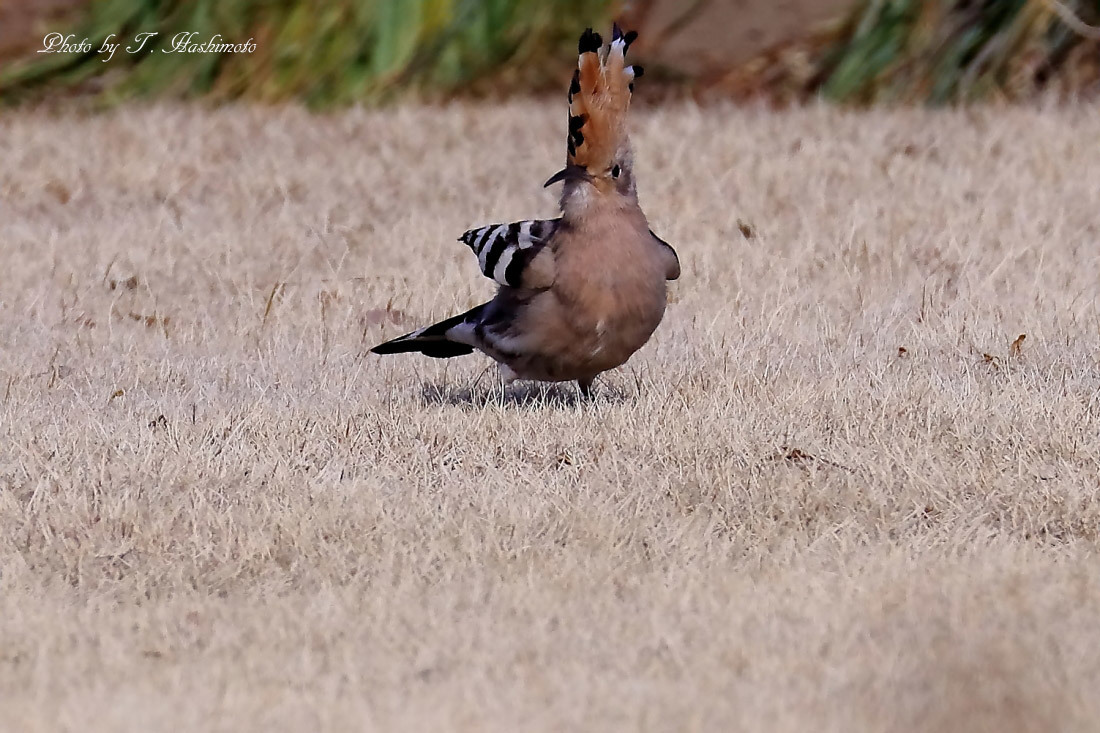 プチ遠征で話題の野鳥を初撮り　（その１）_d0334006_02325491.jpg