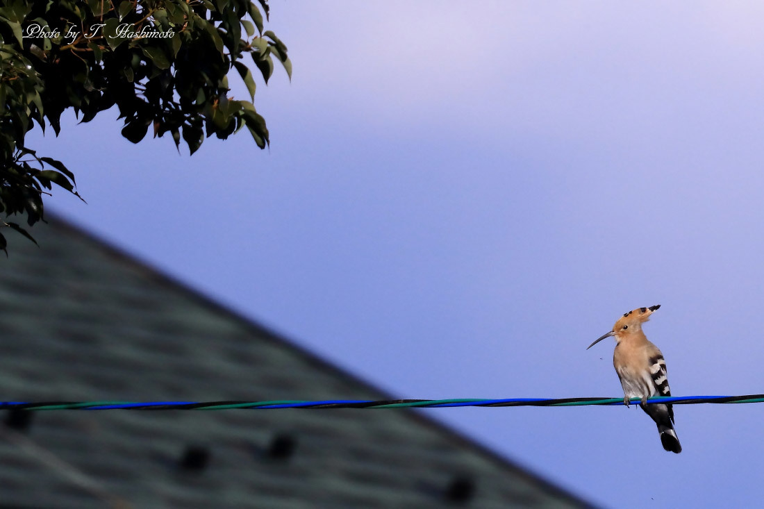 プチ遠征で話題の野鳥を初撮り　（その２）_d0334006_17381259.jpg