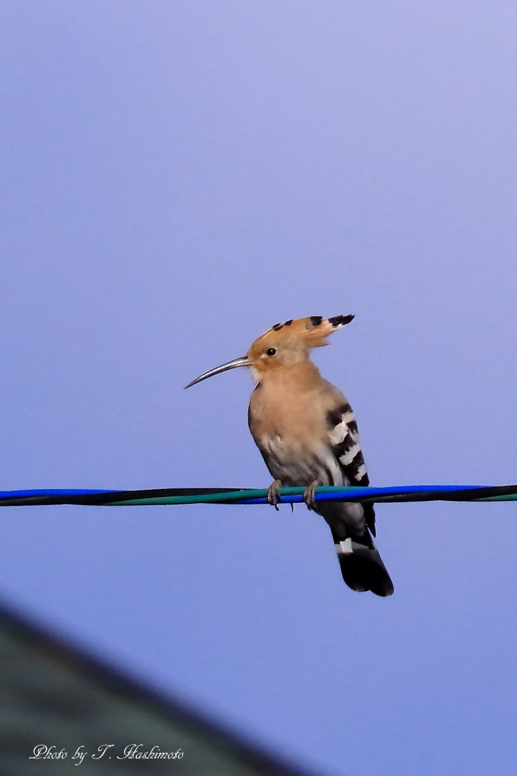 プチ遠征で話題の野鳥を初撮り　（その２）_d0334006_17394554.jpg