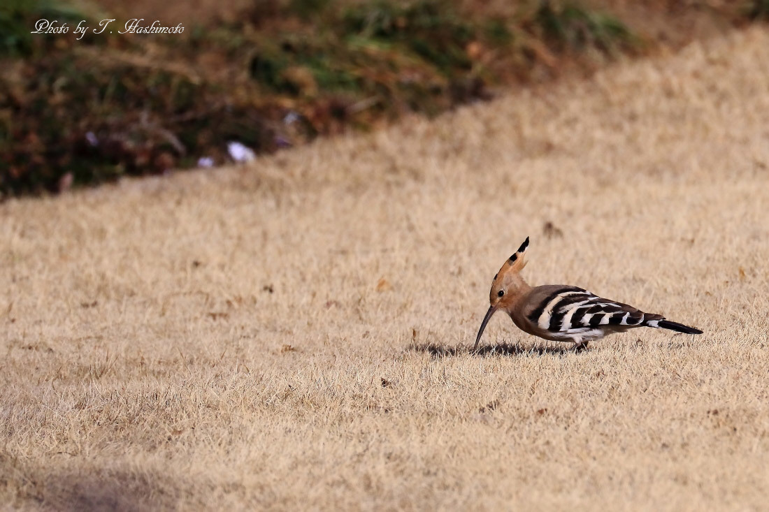 プチ遠征で話題の野鳥を初撮り　（その２）_d0334006_17433805.jpg