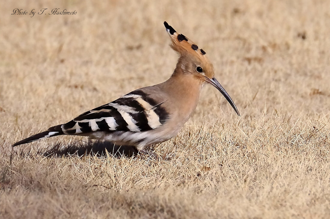 プチ遠征で話題の野鳥を初撮り　（その２）_d0334006_17495595.jpg