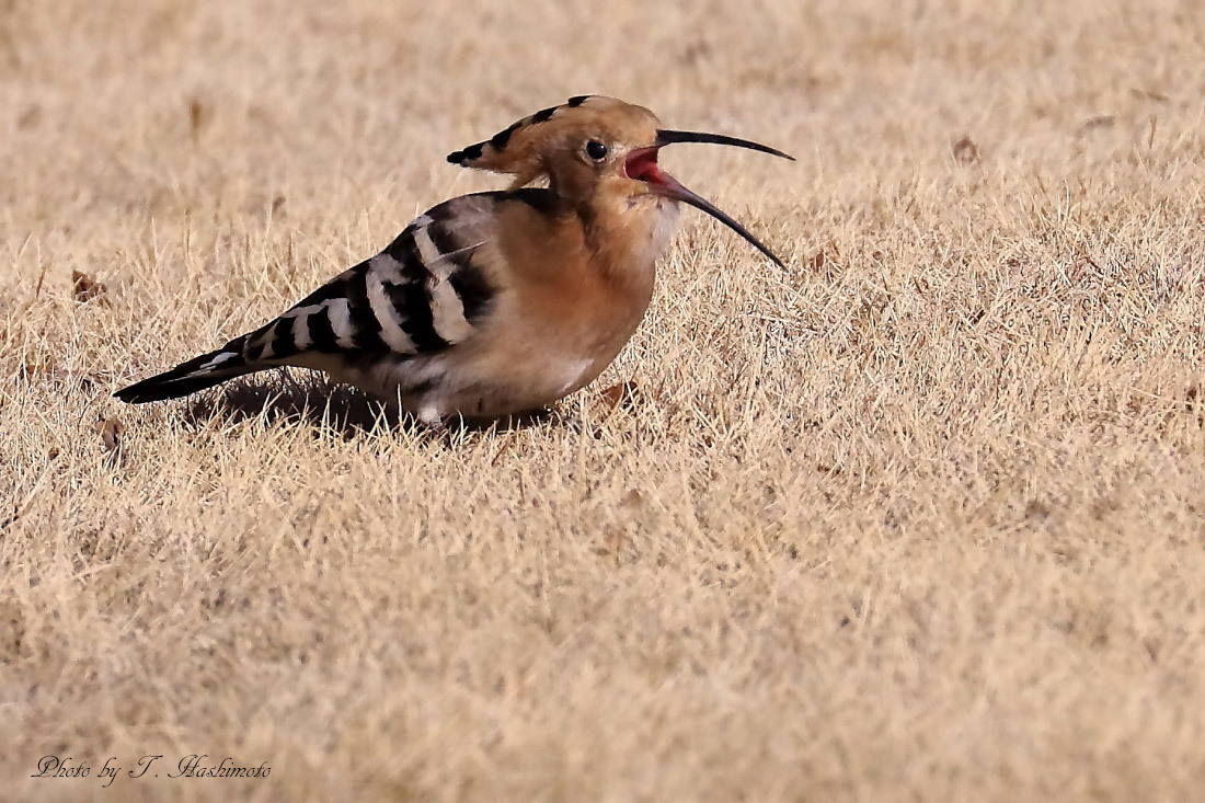 プチ遠征で話題の野鳥を初撮り　（その２）_d0334006_17510890.jpg