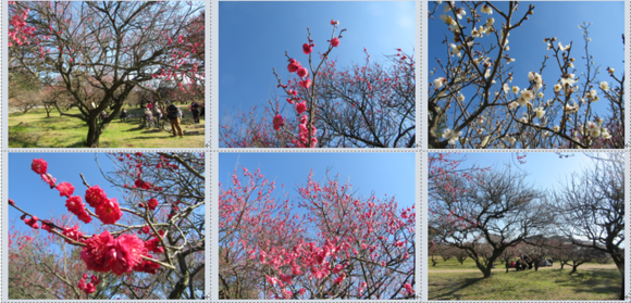 愛媛県今治市の綱敷天満宮・梅林園…2017/2/15_f0231709_1749062.png