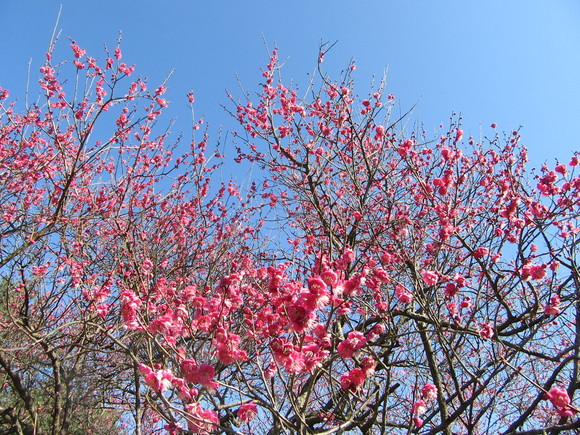 愛媛県今治市の綱敷天満宮・梅林園…2017/2/15_f0231709_17515762.jpg