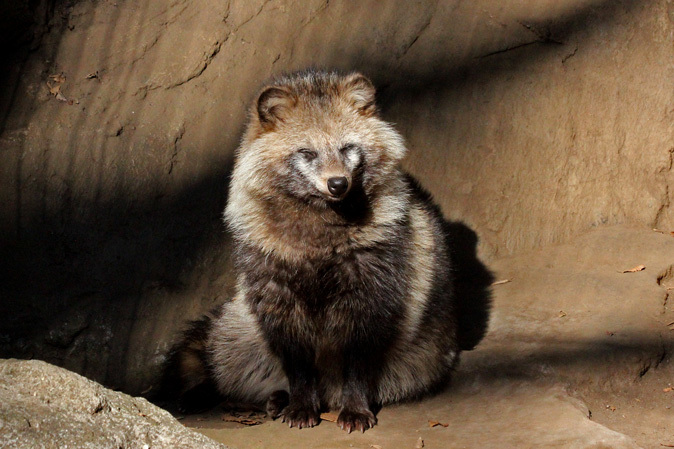 松の内の井の頭～動物たちからの年賀状_b0355317_20551304.jpg