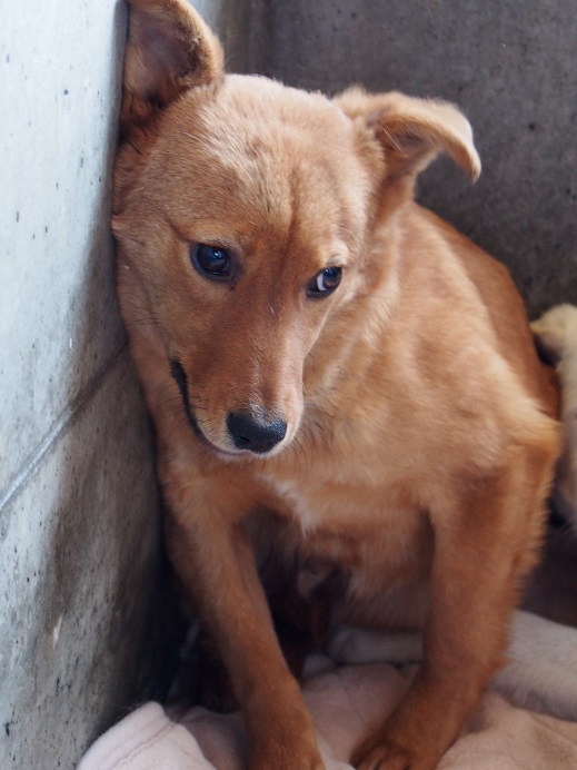 2/14センターレポート　仔犬舎6頭（＋幼犬7頭）_f0078320_2337037.jpg