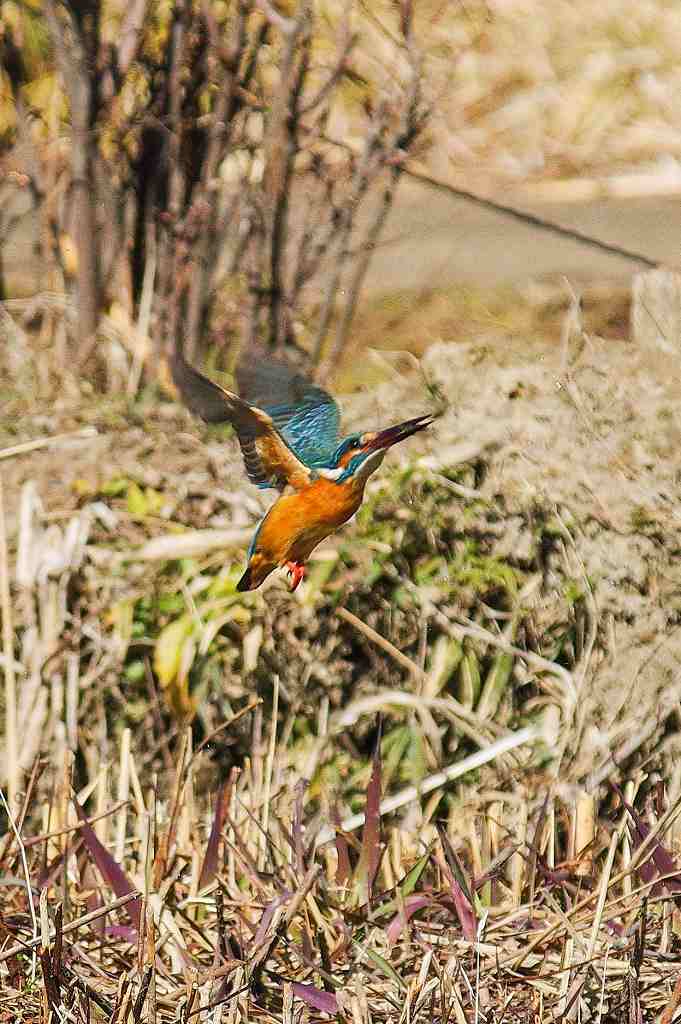 カワセミ、ダイビング連写画像_e0293921_19154901.jpg