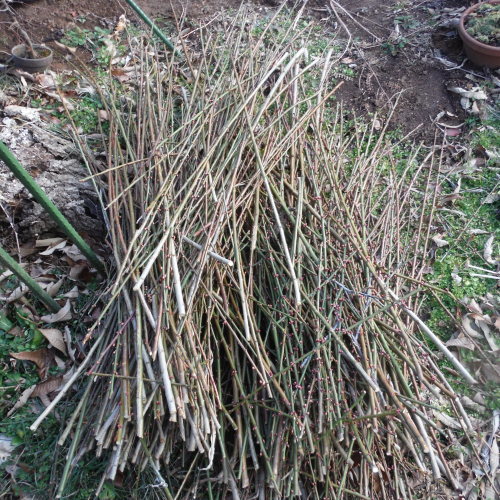 c0310322_20142562.jpg