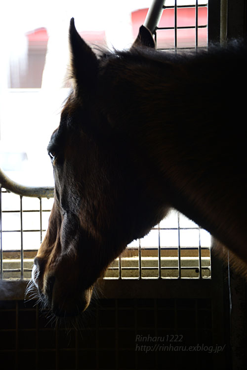 2017 如月の馬旅～2.12 ノーザンホースパーク☆ウインドインハーヘア【Thoroughbred】_f0250322_22101556.jpg