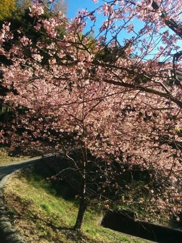 麻の葉編みの花入れ_e0085133_22185316.jpg