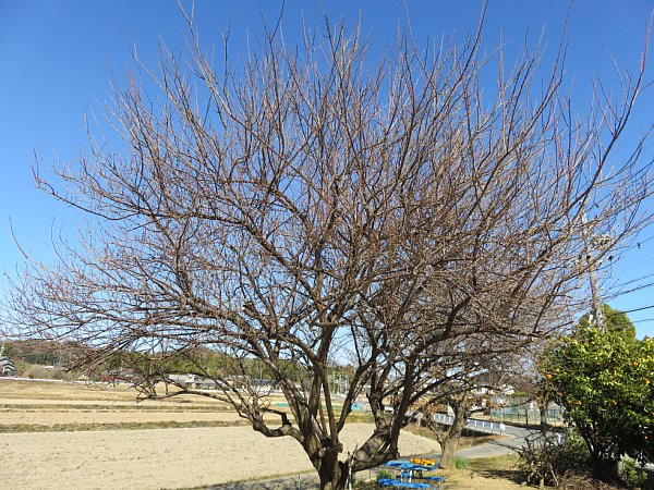 17年2月16日 梅の木と栗の木の剪定 今日の風に吹かれましょう