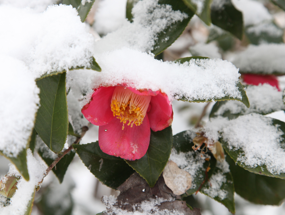 明日香　栢森（かやのもり）　南天　椿　雪景色_c0108146_2144973.jpg