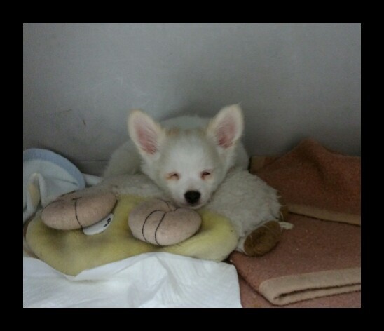 ☆チワワの子犬さん☆_c0245679_23071806.jpg