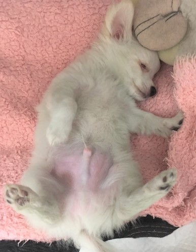 ☆チワワの子犬さん☆_c0245679_23165730.jpg