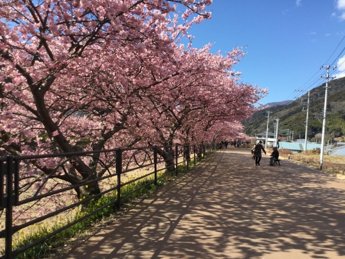 バレンタインデーの河津桜  Early Blossoming of Kawazu Sakura_f0268294_23212051.jpg