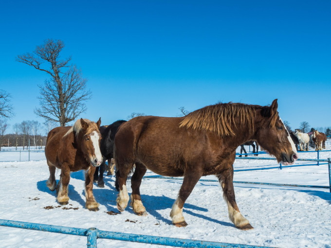 音更・十勝牧場で冬の風物詩「馬追い運動」を見学。_f0276498_20544983.jpg