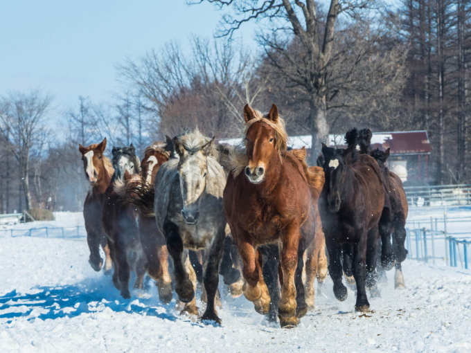 音更・十勝牧場で冬の風物詩「馬追い運動」を見学。_f0276498_20553315.jpg