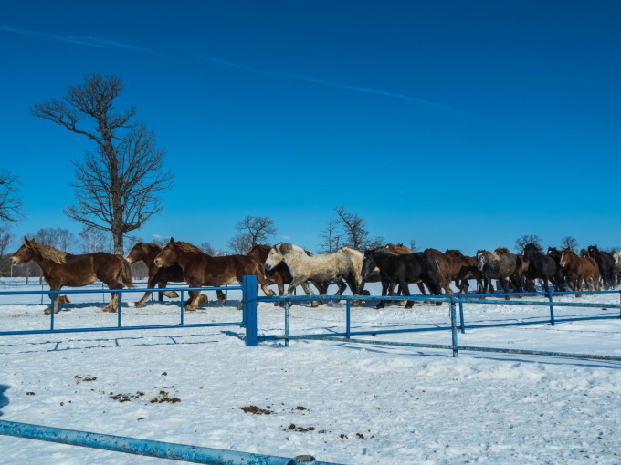 音更・十勝牧場で冬の風物詩「馬追い運動」を見学。_f0276498_20565483.jpg