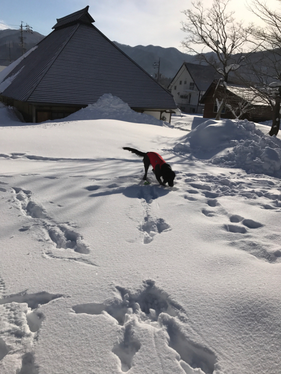 雪遊びなのに_d0174502_18532730.jpg