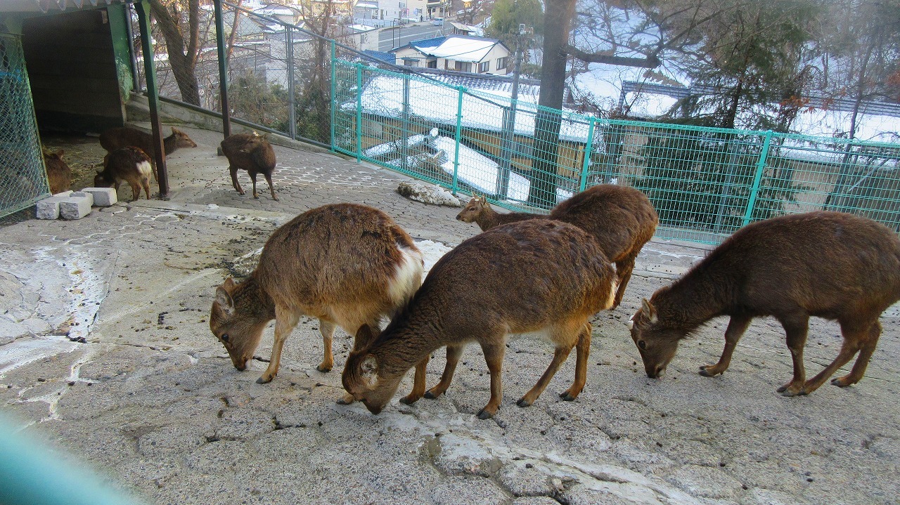 ヤクシカ/城山動物園 _b0163804_16240189.jpg