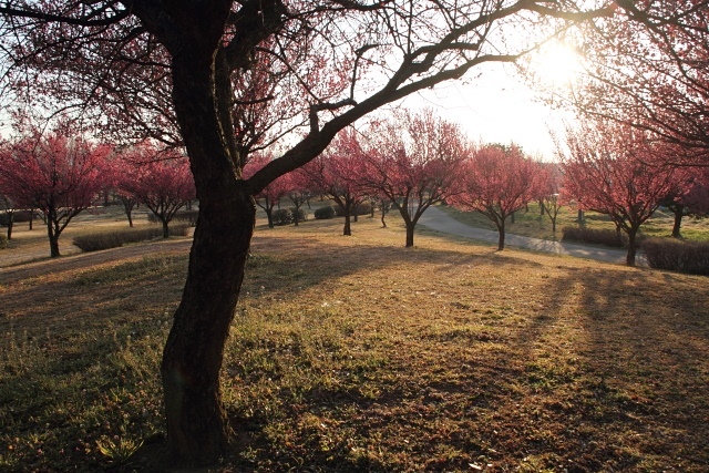 夕暮れの公園_d0026817_20114960.jpg