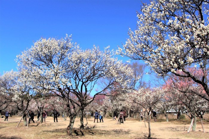 大宮第二公園 梅まつり さいたま日記 大宮第二公園 梅まつり さいたま日記