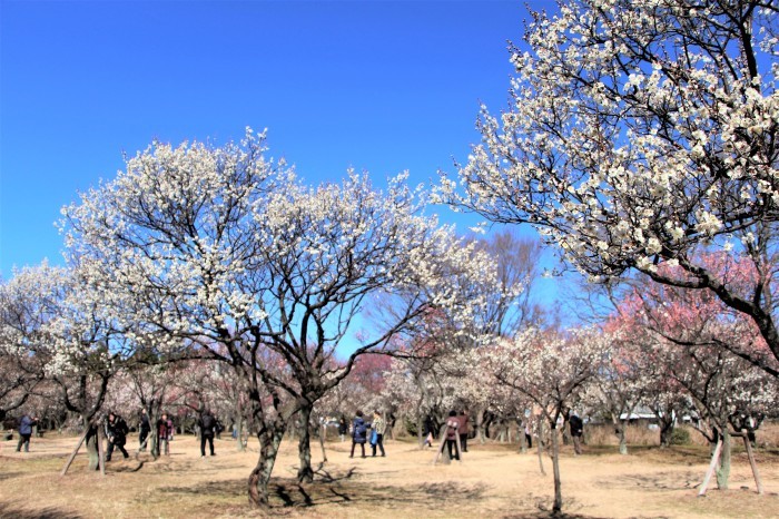 大宮第二公園 梅まつり さいたま日記