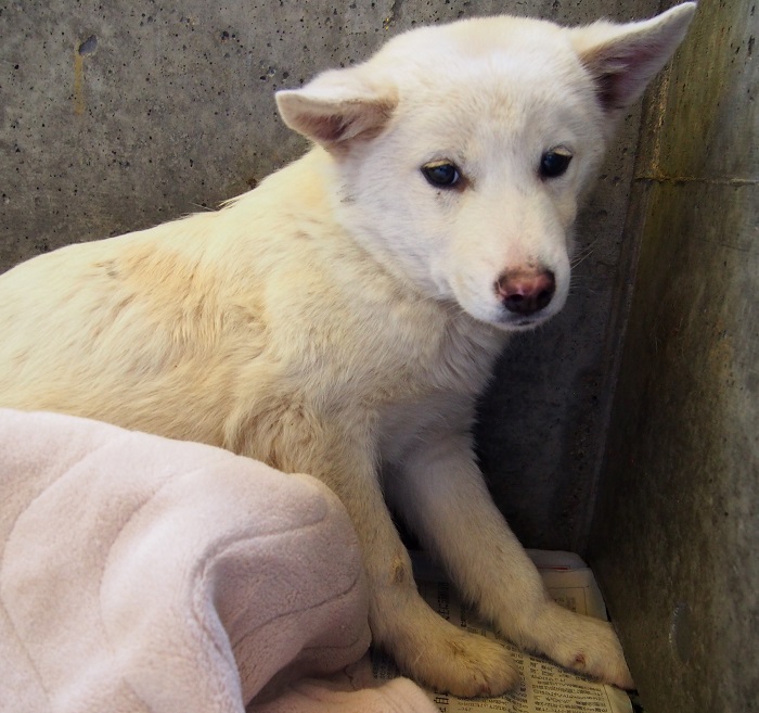 2/14センターレポート　仔犬舎6頭（＋幼犬7頭）_f0078320_0443277.jpg